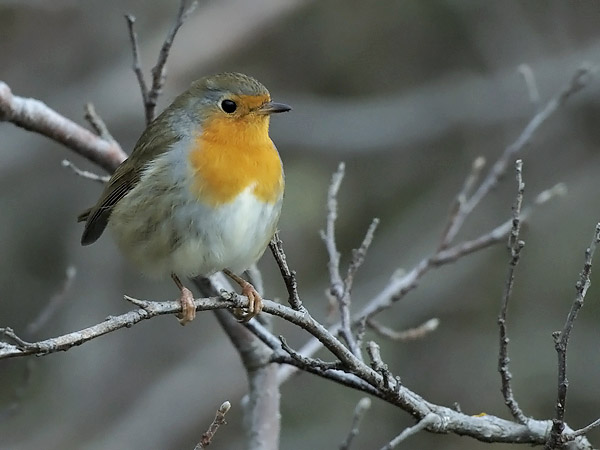 Punarinta, European Robin, Erithacus rubecula